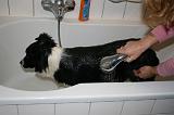 BAIN - BORDER COLLIE 003